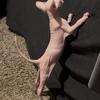 Sphynx kittens (Hairless cats)