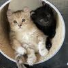 Maine Coon / Highlander Kittens 