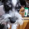 For Sale male mini Schnauzer