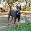 Upcoming 91% Euro Doberman Litter