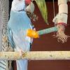 Indian Ringneck