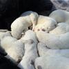 Samoyed x Husky Litter! (Arctic Samusky Puppies)