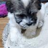 Havanese puppies 2 now, 2 in November 