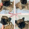 FLUFFY FRENCHIE GIRL