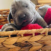 AKC Weimaraner Puppies