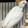 Male Citron Cockatoo