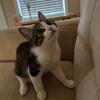 Rehoming 6 Month Year Old Kitten