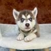 Gorgeous Husky Puppies- $0 down/ $49 a mo