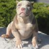 American Bully pocket Merle Female 