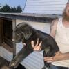 Female Cane Corso/ PitbullXbully cross puppies