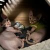 Bambino Sphynx Kittens— ready for their forever home!