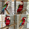 Jubilee Macaw 