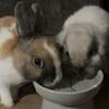 2 adorable Female bunnies