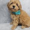 Poodle puppy