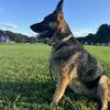 Calm, Well-Trained Adult Female German Shepherd