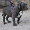 15 week old American Bullies