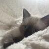 Lily our female 8 week old Siamese Kitten 