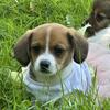 Female dachshund X papillon puppy
