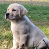 GORGEOUS blocky male AKC Lab pup READY NOW