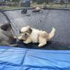 Shih-tzu puppies
