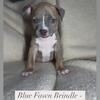American Bullies For Sale