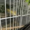 Pair of yellow Canaries  