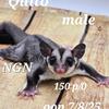 Sugar Gliders 