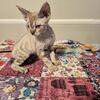 Devon rex female