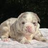 Fluffy Lilac Merle English Bulldog Female