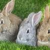 Rabbits: Flemish Giant