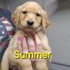 Golden Retriever puppies