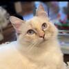 Sweet purebred Ragdoll girl TICA 