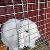 Holland Lop Rabbits