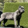AKC Cane Corso