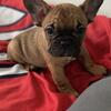 AKC French Bulldog puppies 1500 females 