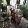 Sphynx Kittens Kansas City