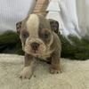 AKC Registered English bulldogs-Ligonier Indiana