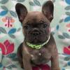 AKC French Bulldogs with papers