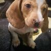 Dachshund puppies for sale