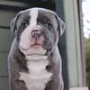 7 week old American Bully XL Male