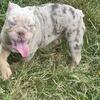 English Bulldog For Great Price!
