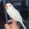 6 Month old Ring Neck Parrot