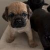 Pug/Cocker Puppies
