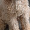 Golden Doodle Puppy for sale