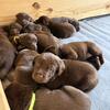 4 female AKC Registered chocolate Labrador pups left!