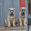 ICCF registered Cane Corso female puppy