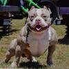 ABKC American Bully Classifieds/ Puppies ready to be re-home