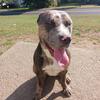 1 year old American bully female 
