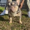Tri Merle French Bulldog Stud