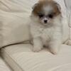 AKC female Pomeranian 